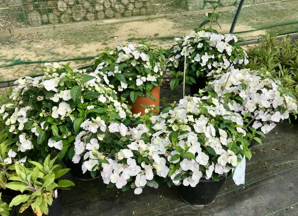 Beautiful white hydrangea plants clustered together in the shade tunnel, ready for Sparsholt's garden at RHS Chelsea Flower Show 2019
