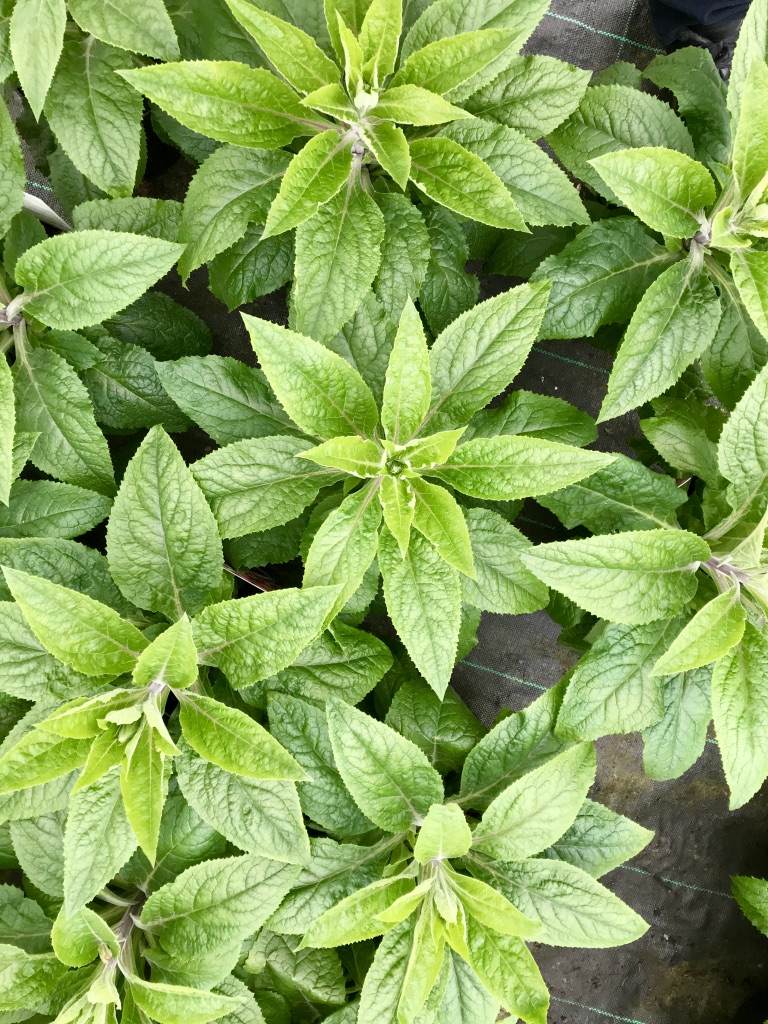 Overhead view of foxglove plants Digitalis Illumination 'Pink' 2019